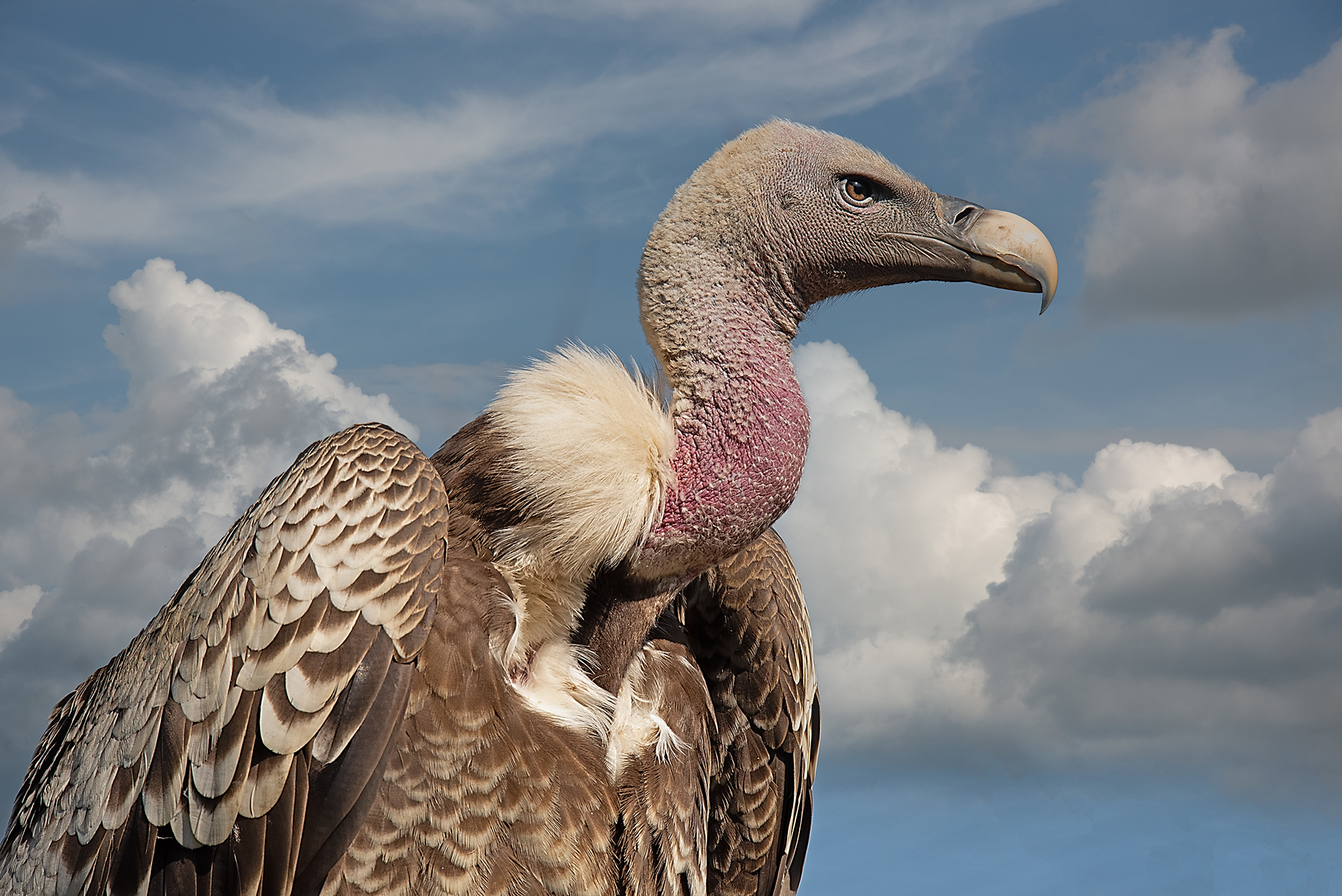 25 P Gansegeier 96 - Wolfgang Habringer